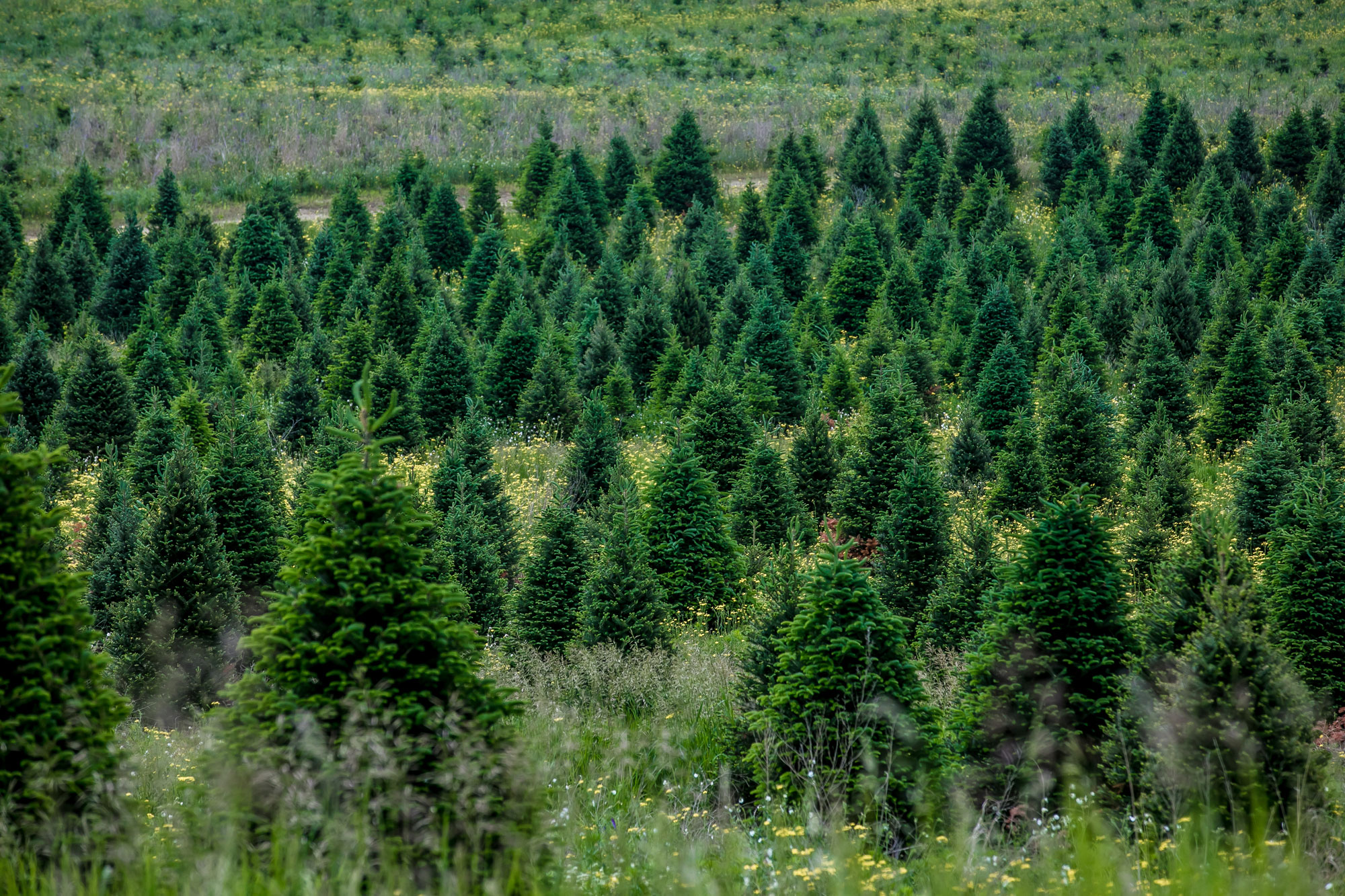 Saint Paul Farmer's Market Locally Grown Since 1854