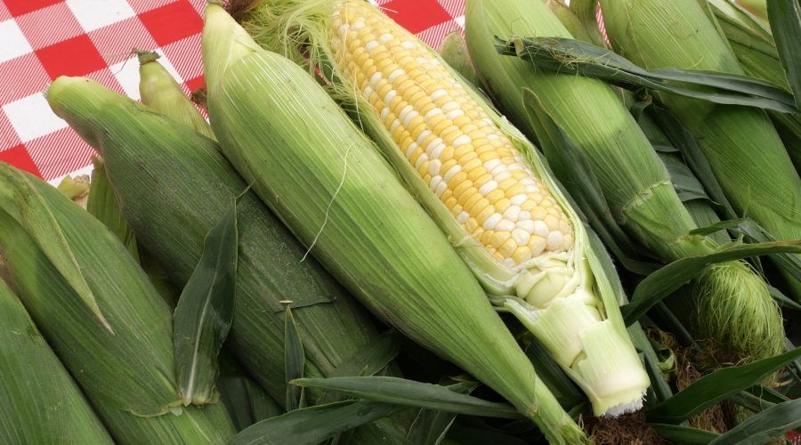 Minnesota Sweet Corn